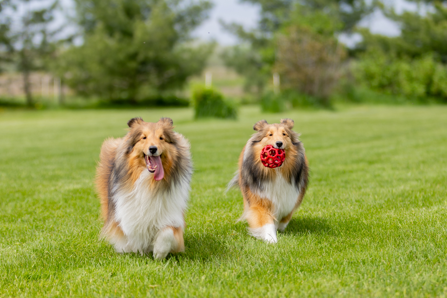 Dit puntensysteem van Cool4Pets is goud waard!