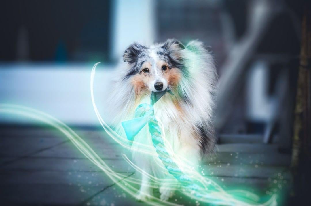 5 Budget-vriendelijke DIY Speeltjes voor je Hond