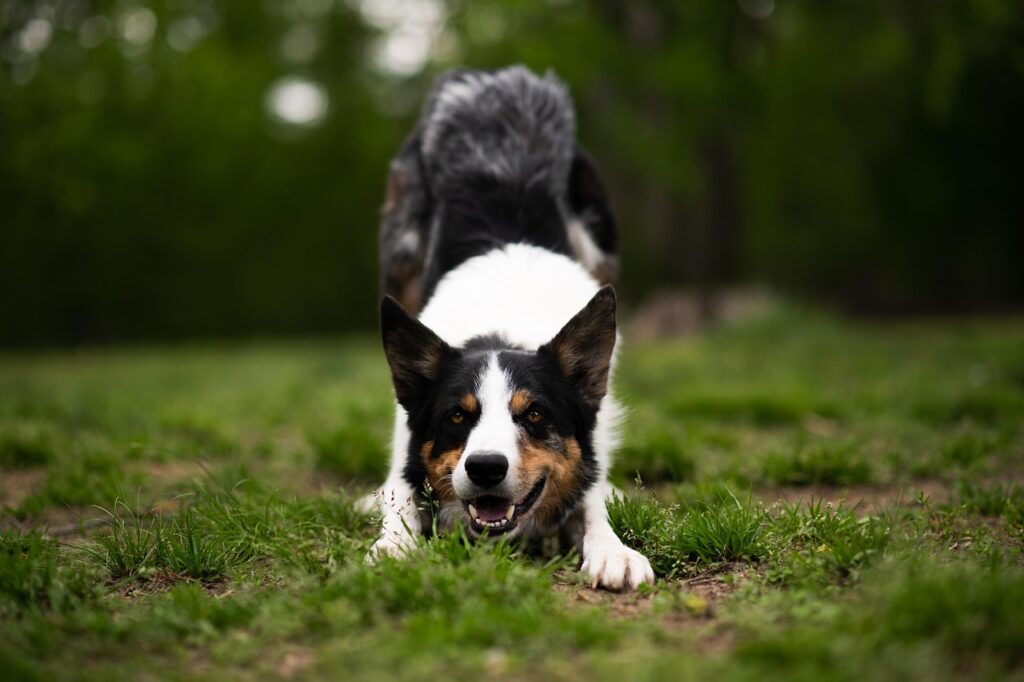 border collie, dog, animal, canine, pet, nature, blue merle, dog bowing, grass, outdoors