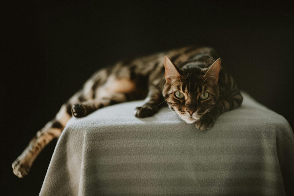 Bengal cat lying on a blanket against a dark background, studio shot.