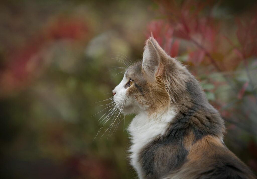 Close-up of a tabby cat's profile with focus on its fur and whiskers in an outdoor setting.